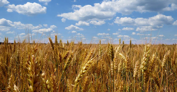 Agricoltura biologica, dal governo altri 170 milioni per le aziende siciliane