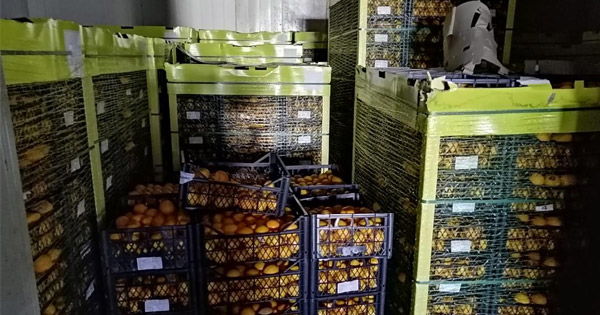 CONTROLLI AGROALIMENTARI - Siracusa, sequestrati 20mila chili di limoni turchi