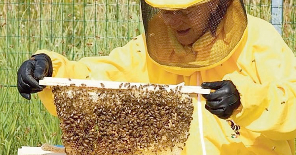 APICOLTURA - Pronta la graduatoria del bando comparto miele