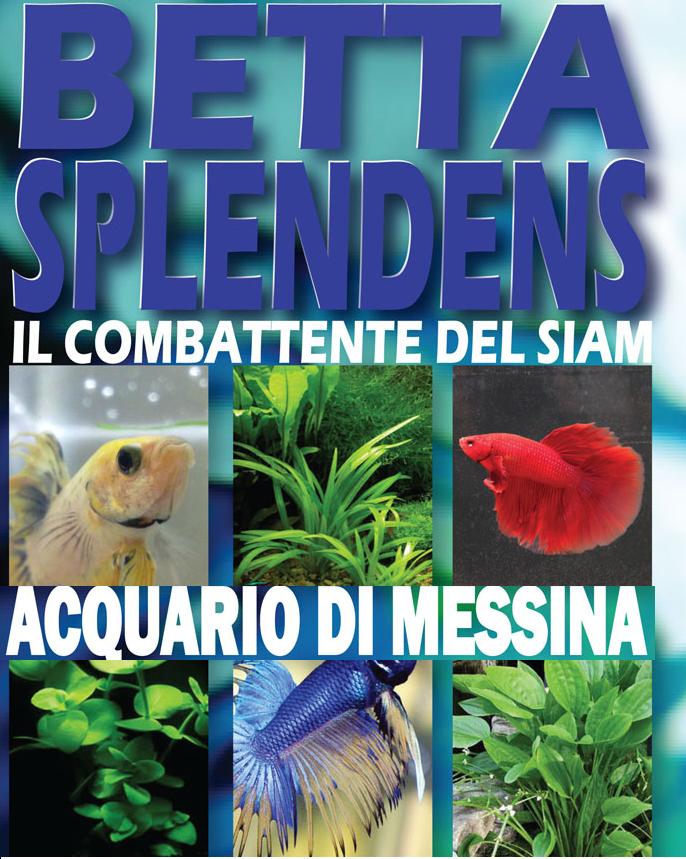 Betta Splendens, il pesce combattente in mostra a Messina